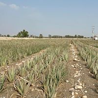 خرید آلوئه ‌ورا عمده هرمزگان