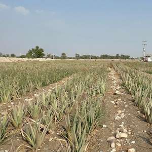 پرشیا آلوئه ورا خرید آلوئه ‌ورا عمده هرمزگان