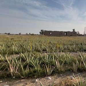 پرشیا آلوئه ورا تولیدکننده آلوئه‌ ورا عمده ایرانی