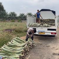 خرید مستقیم آلوئه ‌ورا عمده از مزرعه