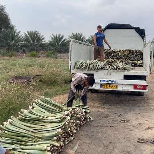 خرید مستقیم آلوئه ‌ورا عمده از مزرعه
