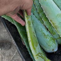 فروش آلوئه ‌ورا تازه عمده بدون واسطه