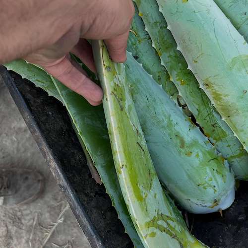 فروش آلوئه ‌ورا تازه عمده بدون واسطه