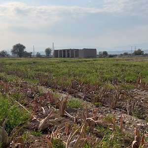 پرشیا آلوئه ورا تولید عمده آلوئه‌ ورا در هرمزگان