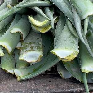 پرشیا آلوئه ورا فروش پاجوش آلوئه ‌ورا باربادنسیس هرمزگان