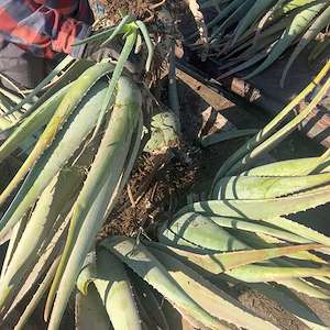 پرشیا آلوئه ورا فروش عمده پاجوش آلوئه ‌ورا ریشه‌دار