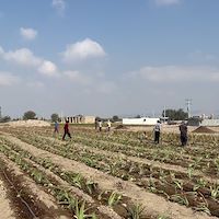 خرید پاجوش آلوئه ‌ورا مناسب کشت تجاری