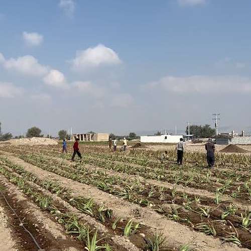 خرید پاجوش آلوئه ‌ورا مناسب کشت تجاری