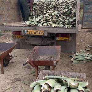 پرشیا آلوئه ورا قیمت پاجوش آلوئه ‌ورا امروز هرمزگان