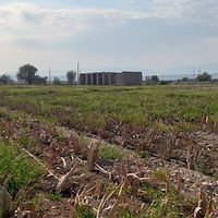 فروش پاجوش آلوئه ‌ورا با ضمانت رشد