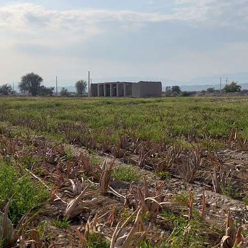 فروش پاجوش آلوئه ‌ورا با ضمانت رشد