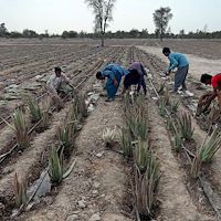 پاجوش آلوئه ‌ورا مناسب گلخانه