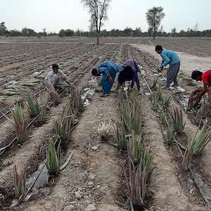 پرشیا آلوئه ورا پاجوش آلوئه ‌ورا مناسب گلخانه