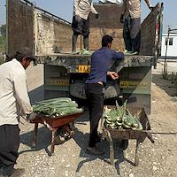 خرید مستقیم پاجوش آلوئه ‌ورا از تولیدکننده