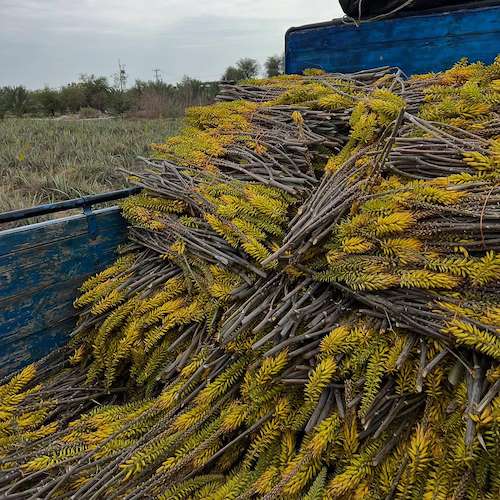 تولید برگ و پاجوش آلوئه ‌ورا ایرانی