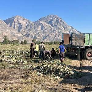 پرشیا آلوئه ورا مرجع فروش آلوئه‌ ورا باربادنسیس هرمزگان