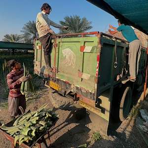 پرشیا آلوئه ورا خرید تخصصی آلوئه ‌ورا باربادنسیس ایران