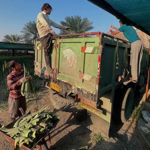 خرید تخصصی آلوئه ‌ورا باربادنسیس ایران