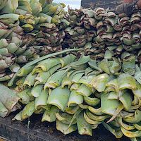 فروش عمده آلوئه ‌ورا برای صادرات