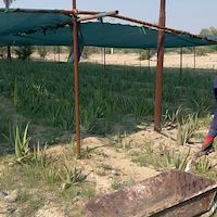 تولیدکننده آلوئه ‌ورا و پاجوش در ایران