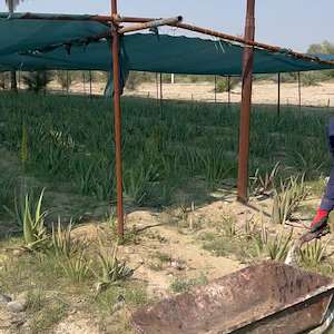 پرشیا آلوئه ورا تولیدکننده آلوئه ‌ورا و پاجوش در ایران