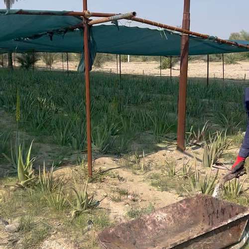 تولیدکننده آلوئه ‌ورا و پاجوش در ایران