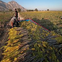 آلوئه‌ ورا باربادنسیس هرمزگان قیمت مناسب