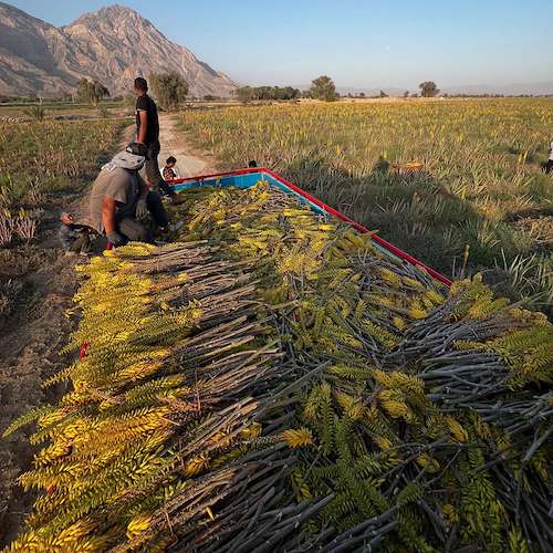 آلوئه‌ ورا باربادنسیس هرمزگان قیمت مناسب