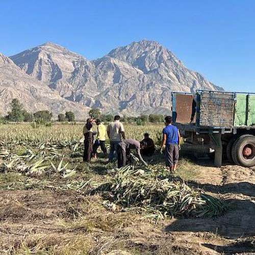 قیمت برگ آلوئه ‌ورا امروز