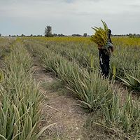 قیمت برگ آلوئه‌ ورا تازه