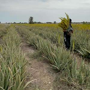 پرشیا آلوئه ورا قیمت برگ آلوئه‌ ورا تازه