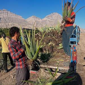 پرشیا آلوئه ورا قیمت برگ آلوئه ‌ورا باربادنسیس