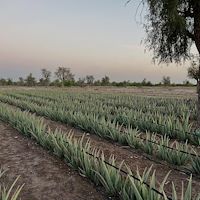 قیمت روز برگ آلوئه ‌ورا