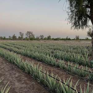 پرشیا آلوئه ورا قیمت روز برگ آلوئه ‌ورا