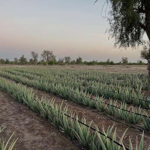 قیمت روز برگ آلوئه ‌ورا