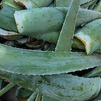 خرید آلوئه ‌ورا