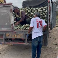 خرید آلوئه ‌ورا عمده