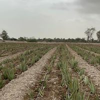 خرید آلوئه ‌ورا از تولیدکننده