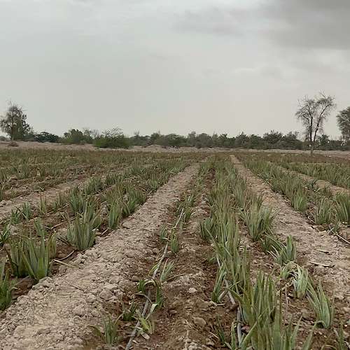 خرید آلوئه ‌ورا از تولیدکننده