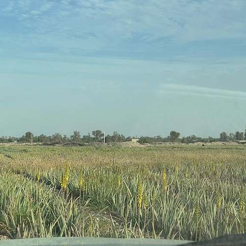 خرید آلوئه‌ ورا در هرمزگان