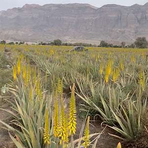 پرشیا آلوئه ورا خرید آلوئه‌ ورا باربادنسیس