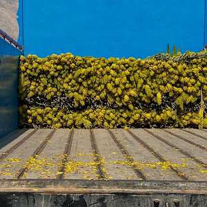 پرشیا آلوئه ورا خرید اینترنتی آلوئه‌ ورا