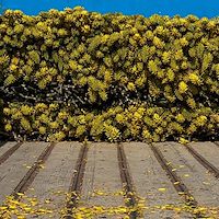 خرید مستقیم آلوئه ‌ورا