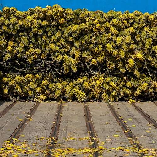 خرید مستقیم آلوئه ‌ورا