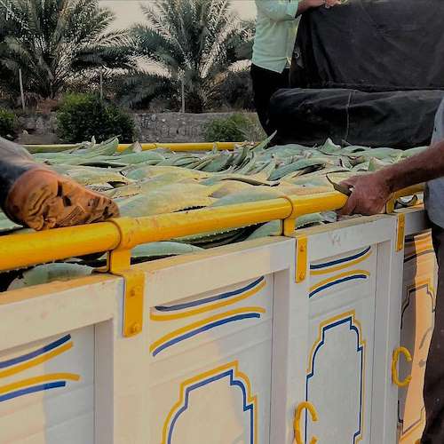 خرید آلوئه‌ ورا برای کارخانه