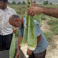 فروش پاجوش آلوئه‌ ورا