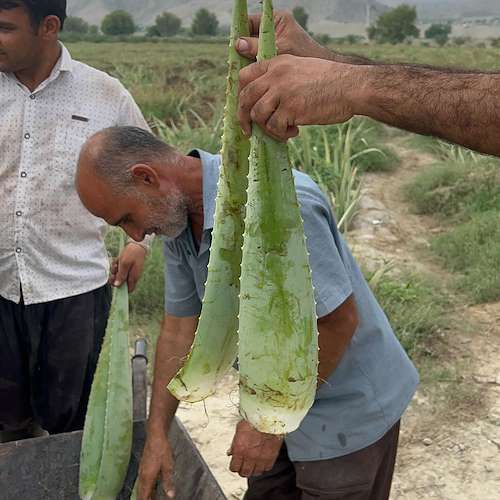 فروش پاجوش آلوئه‌ ورا