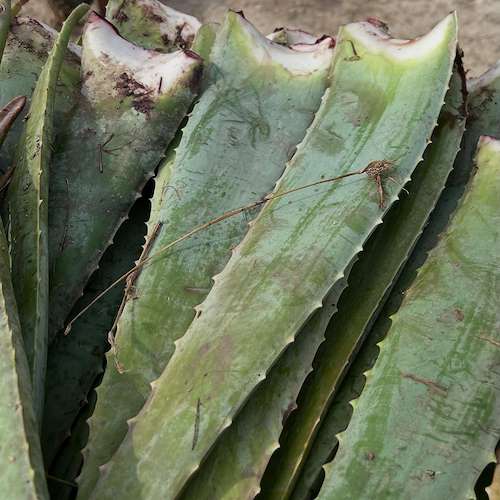 خرید پاجوش آلوئه ‌ورا