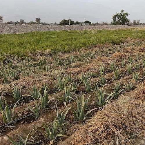 قیمت پاجوش آلوئه ‌ورا