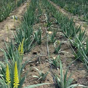 پرشیا آلوئه ورا پاجوش آلوئه ‌ورا باربادنسیس